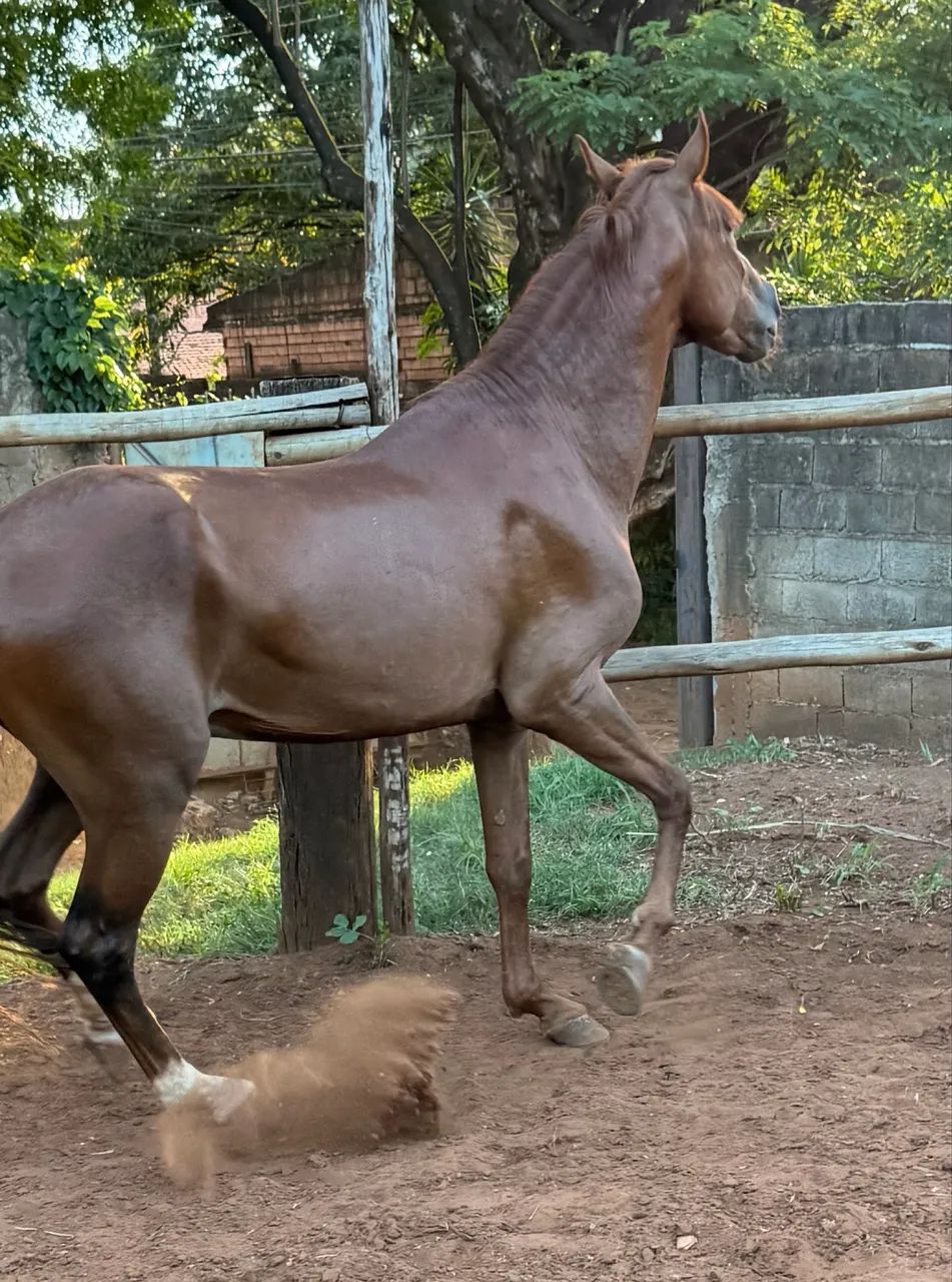 CAVALO MANGALARGA - Foto 4