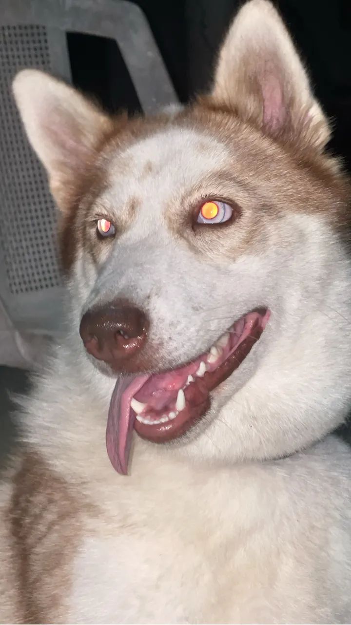 husky siberiano - Foto 2