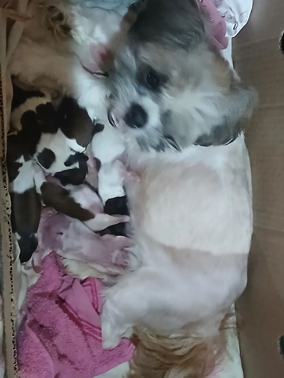 Filhote de shitz  - Foto 2