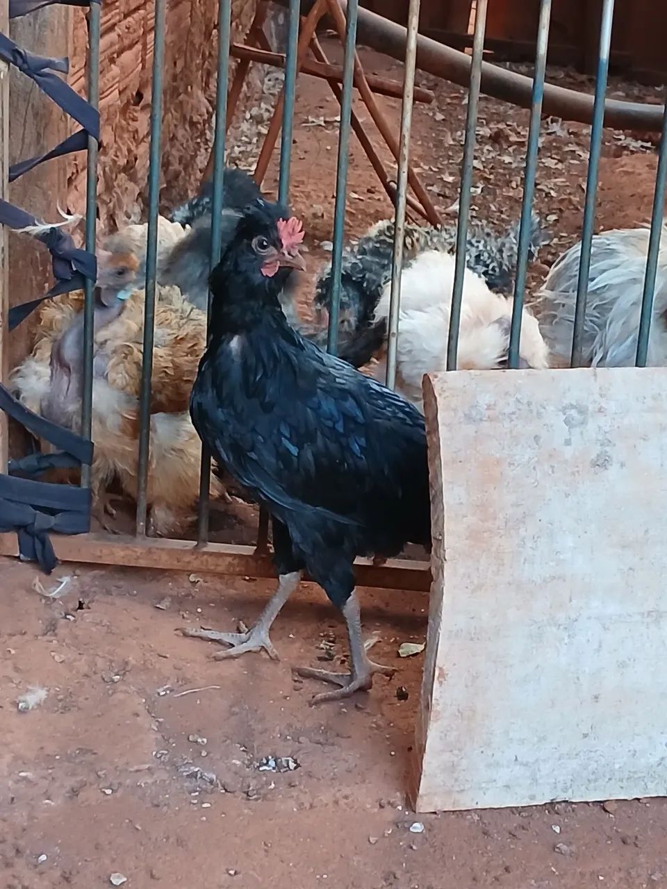 Galizé doação  - Foto 5