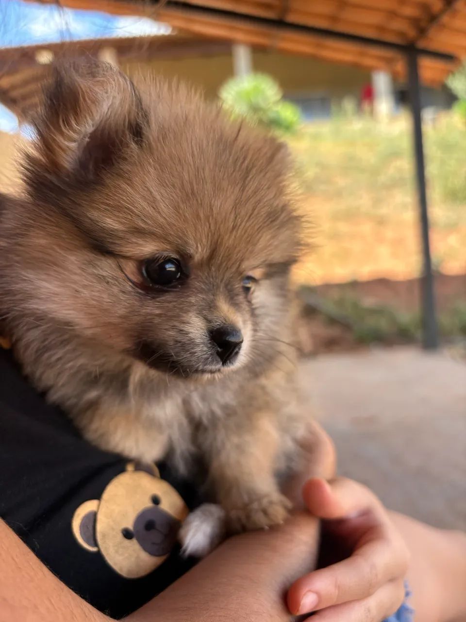 Spitz Anão - Foto 4