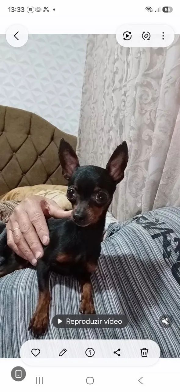 Animais d estimaçao - Foto 4
