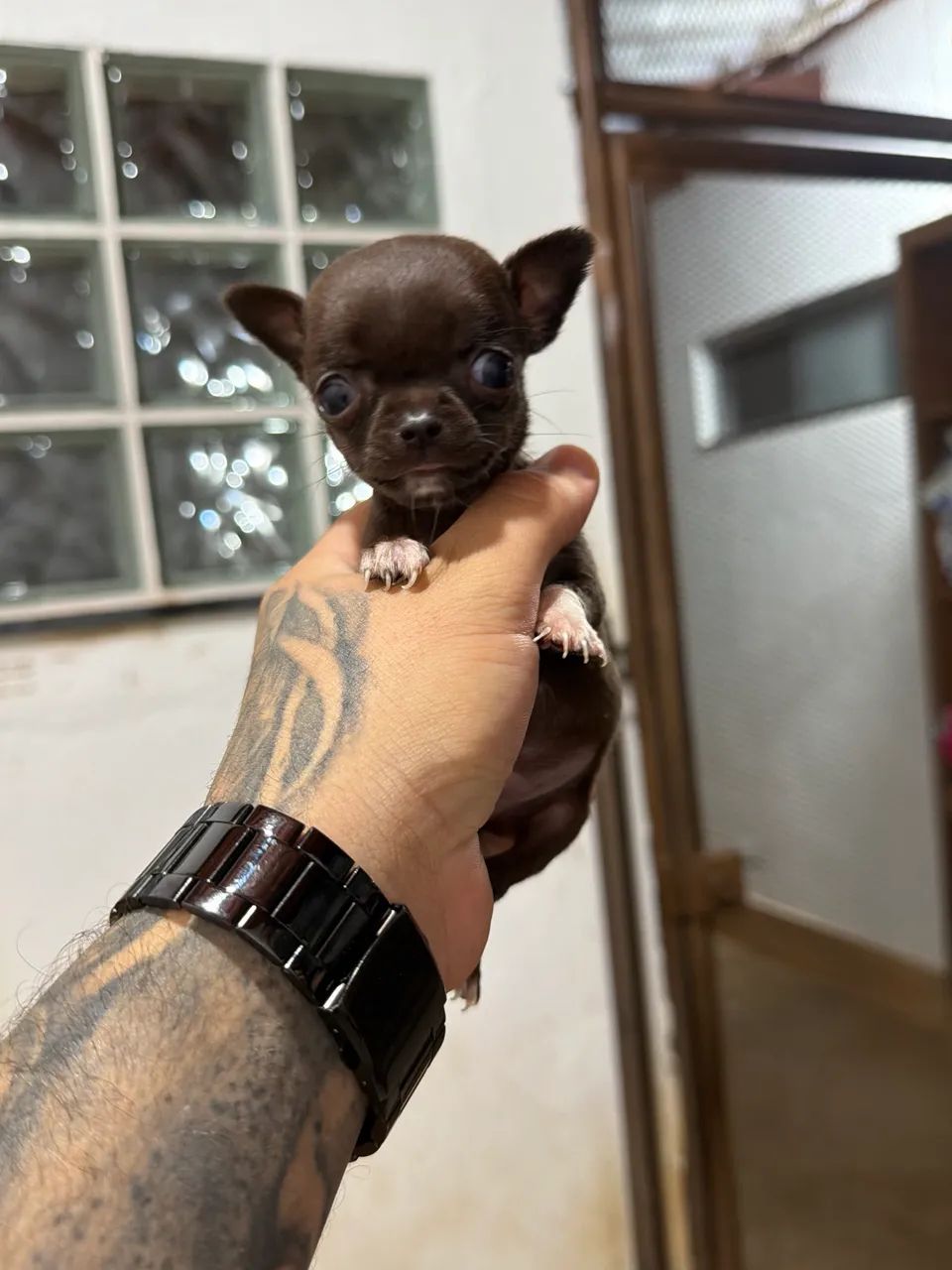 Chihuaha fêmea micro chocolate pelo curto Pedigree cbkc  - Foto 2