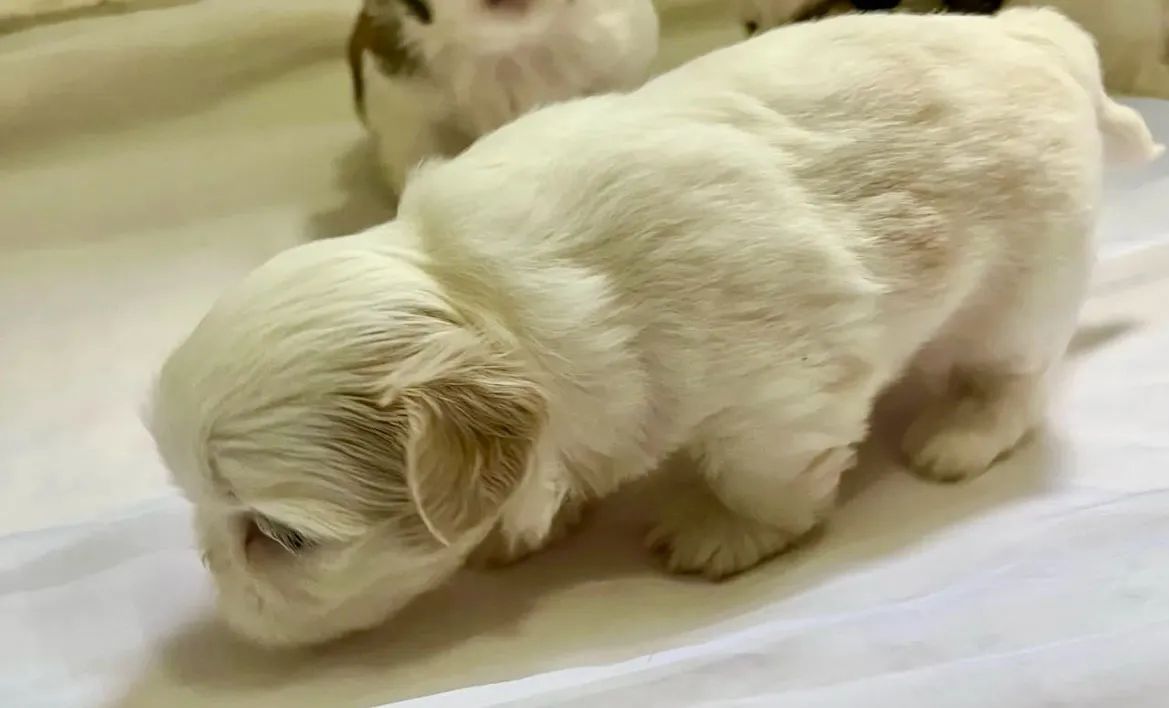 Shih Tzu
