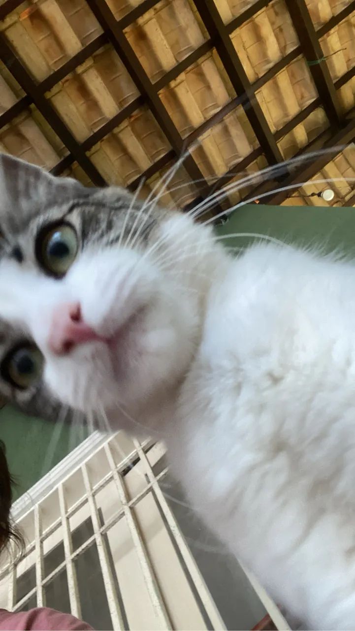 Doação de gato  - Foto 2