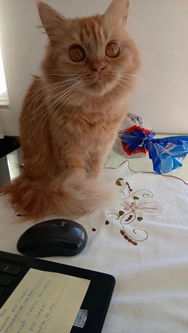 Gata para adoção responsável  - Foto 2