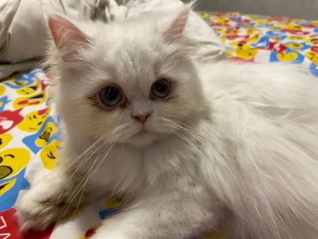 Filhotes Persas !! Filhote Premium - Pais com Pedigree!!  - Foto 3