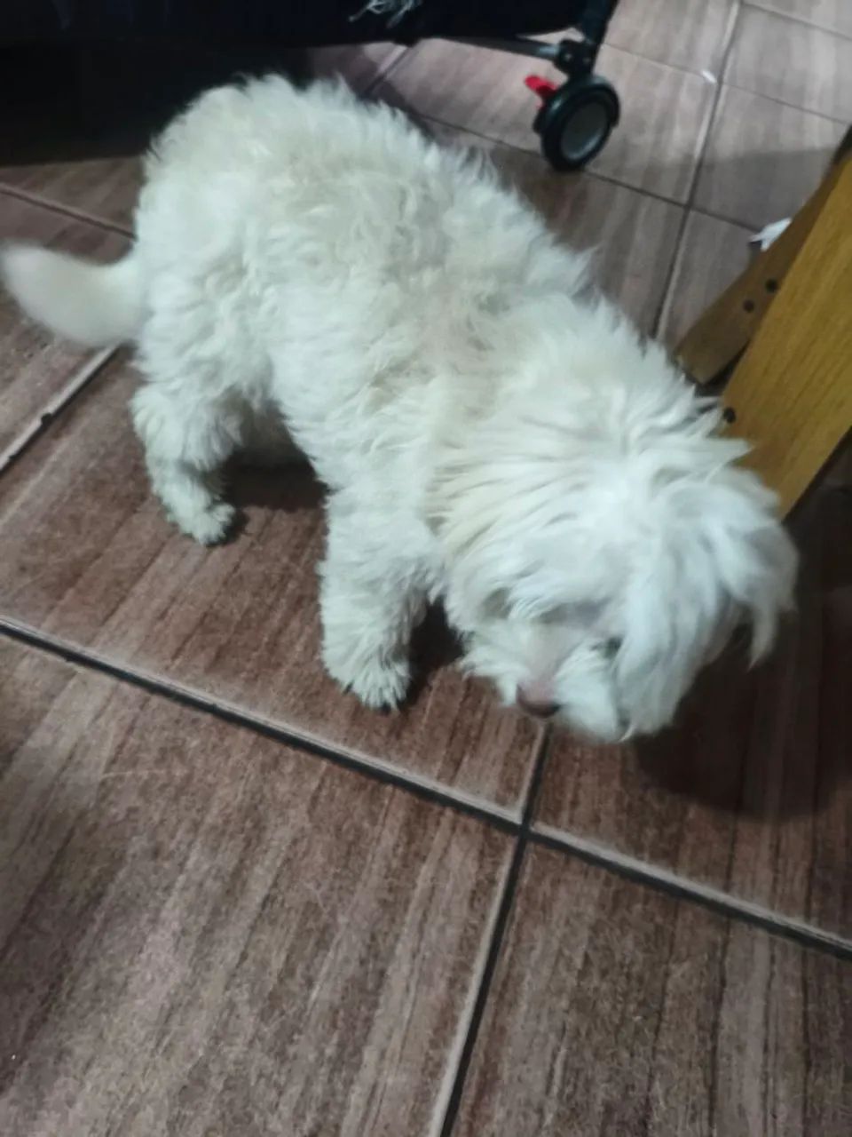 Vende -essa cachorra  - Foto 3