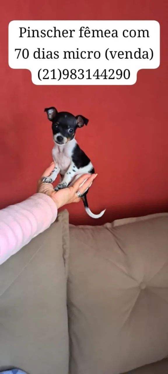 Pinscher Micro  - Foto 4