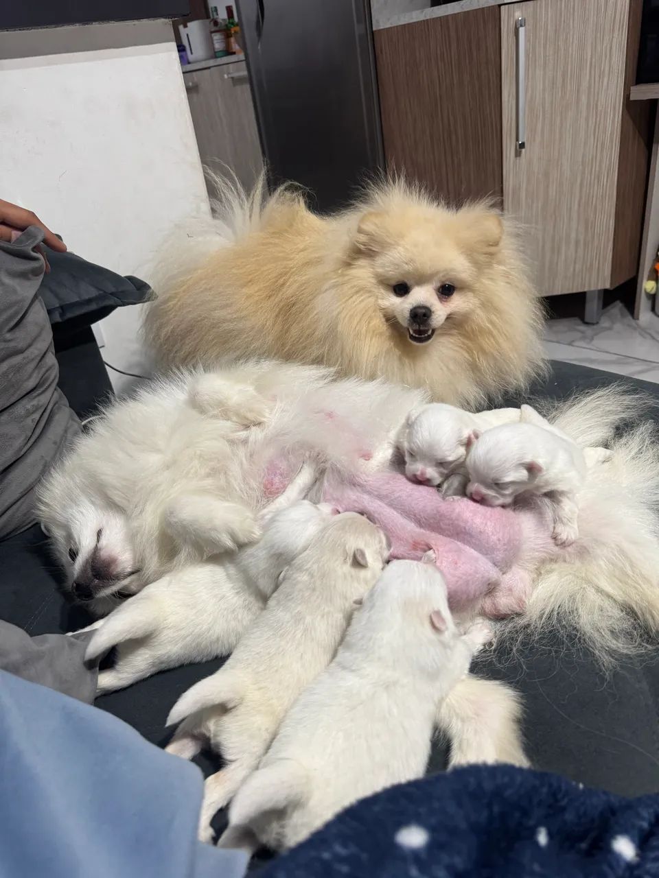 Filhote Spitz alemão  - Foto 3
