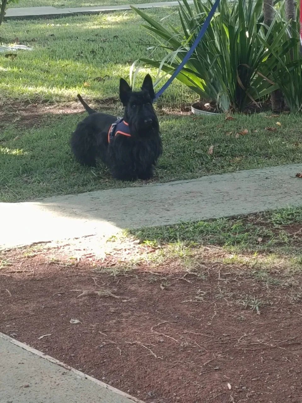 SCOTTISH TERRIER MACHO - Foto 3