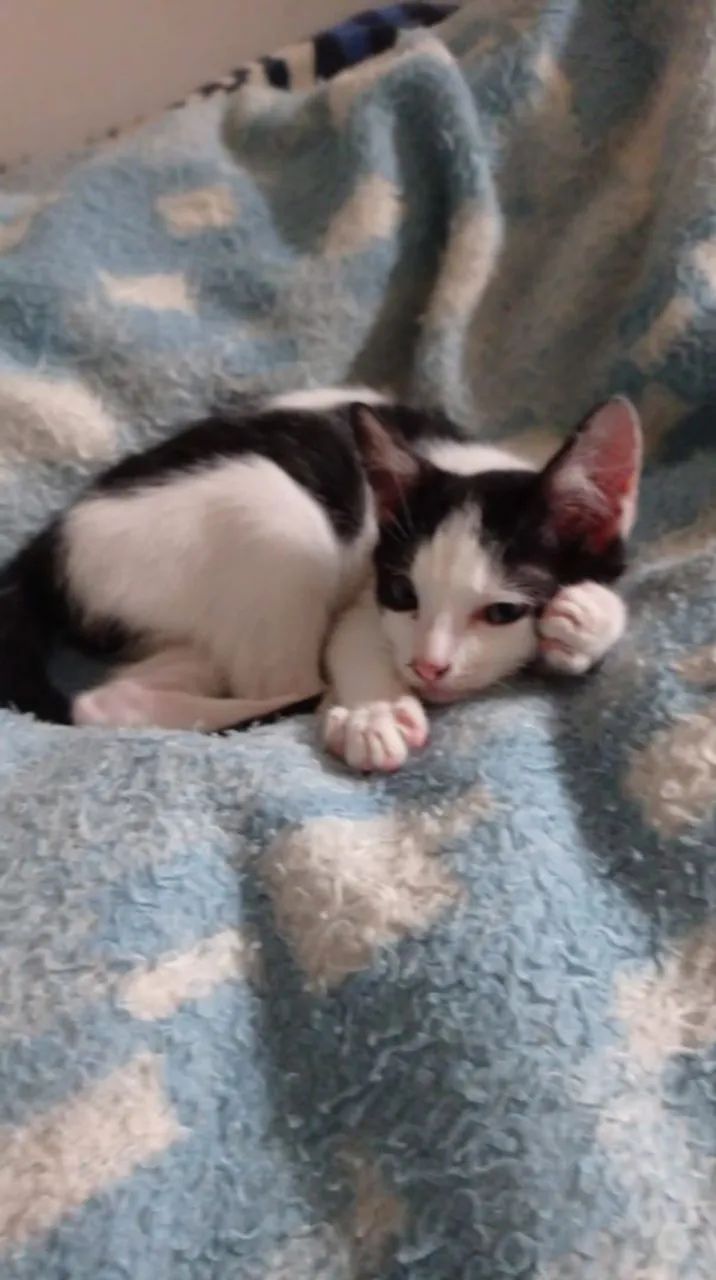 Gato