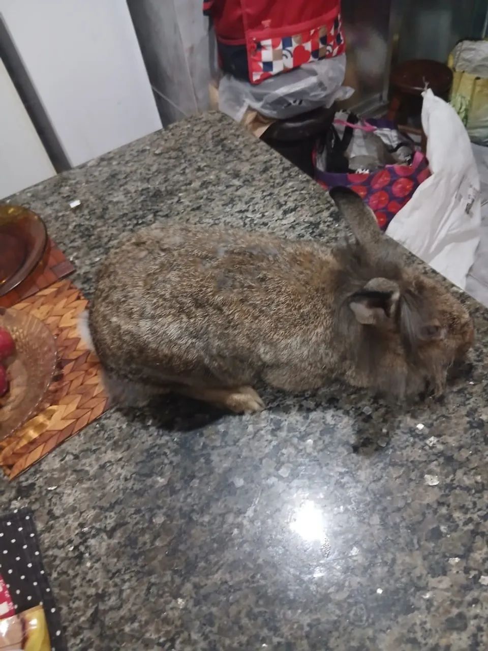 coelha pronta engravidar com 4kg - Foto 5