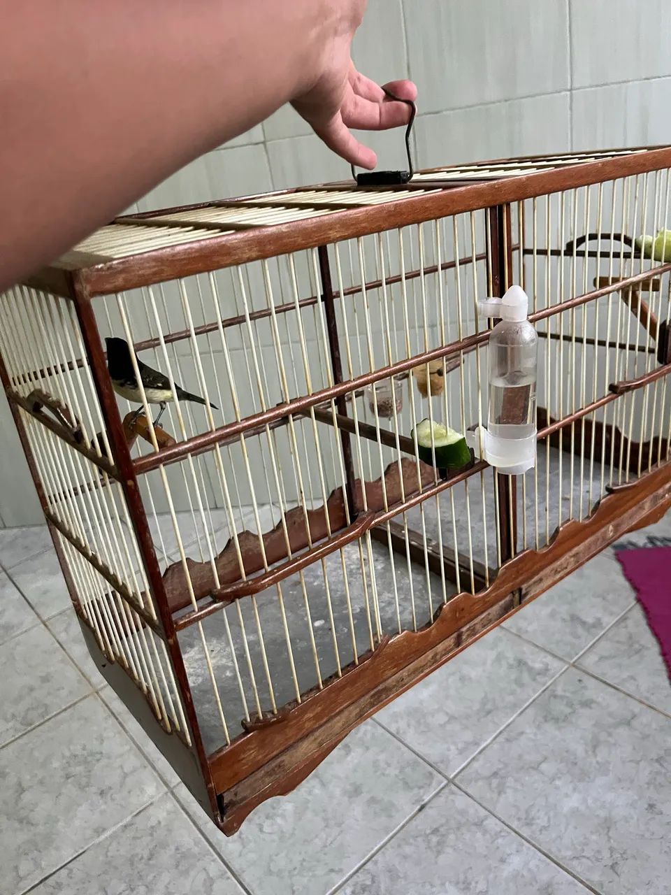 Gaiola - Foto 4