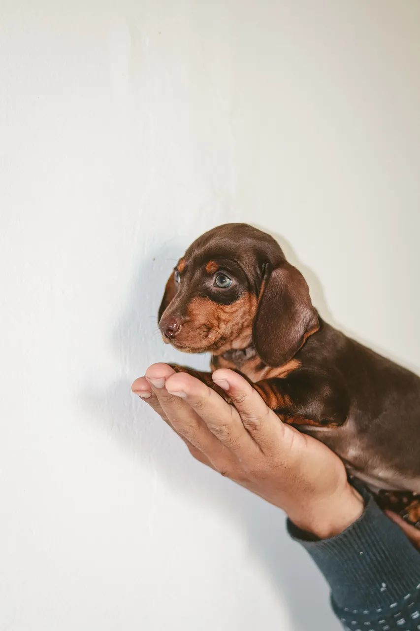 Dachshund  - Foto 3