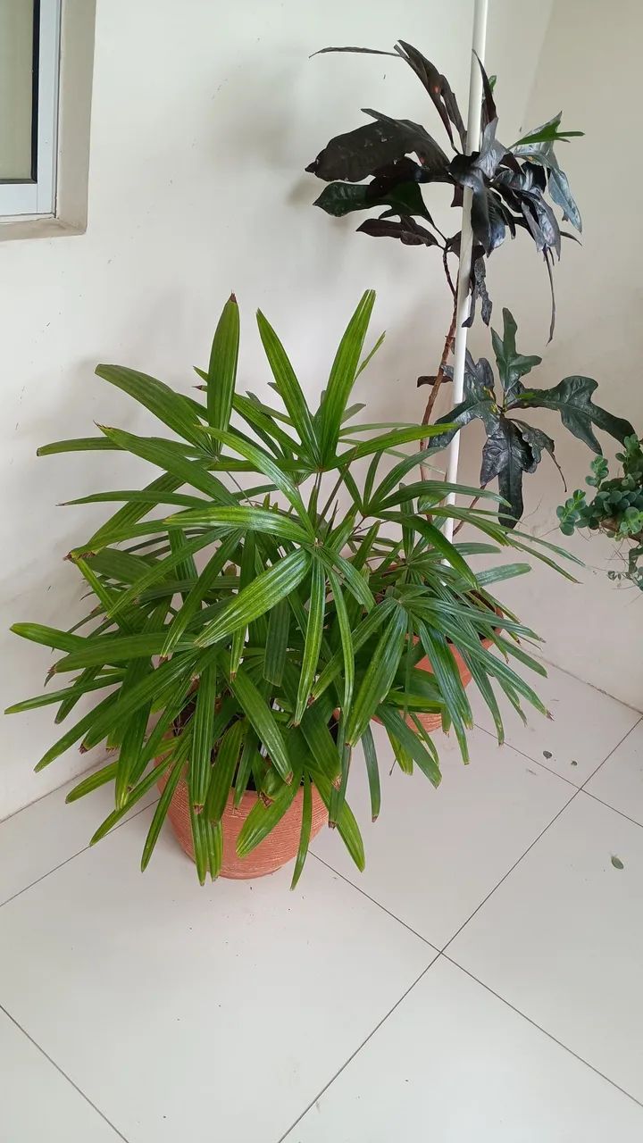 Vende planta  - Foto 2