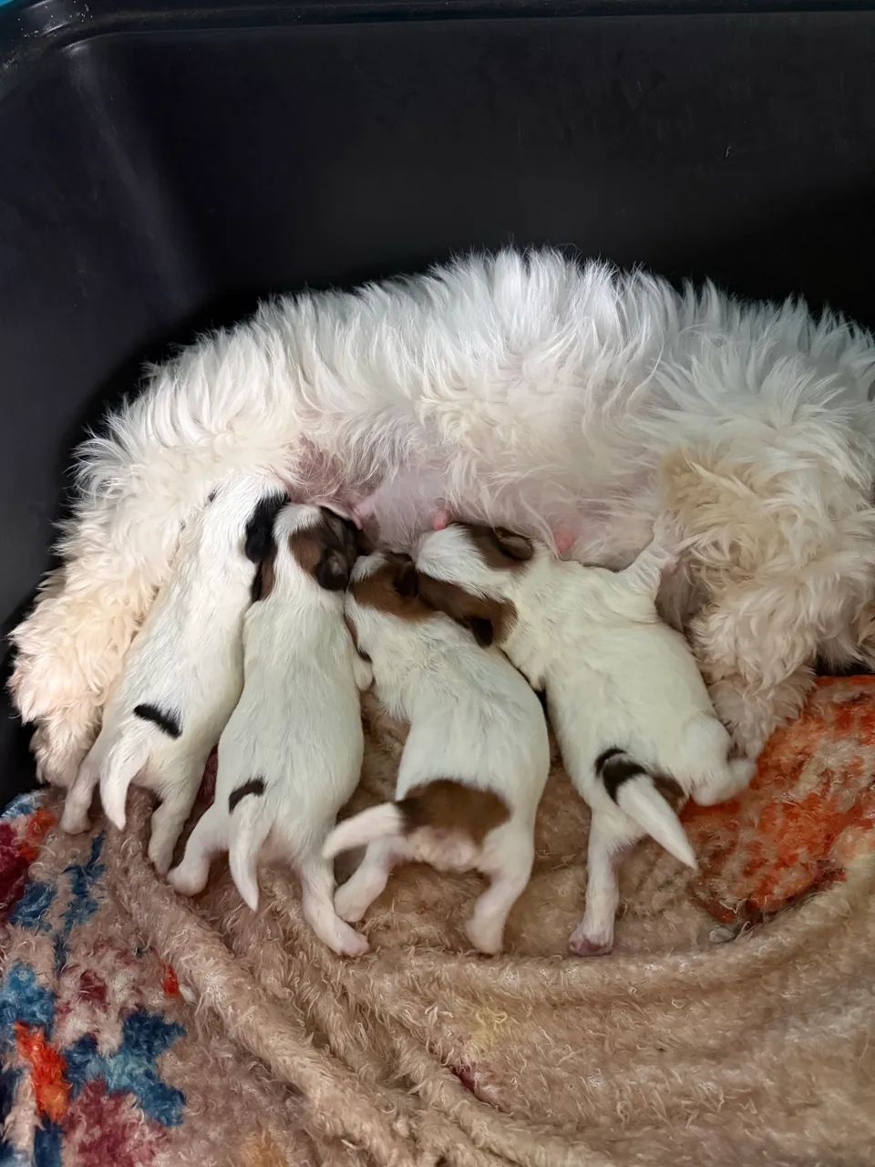 Shi-tzu - Foto 4