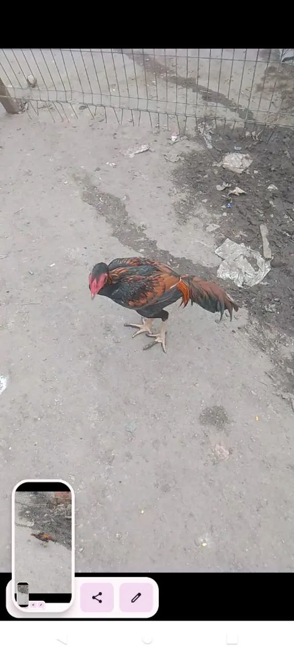 Frango marron lindo de raça 