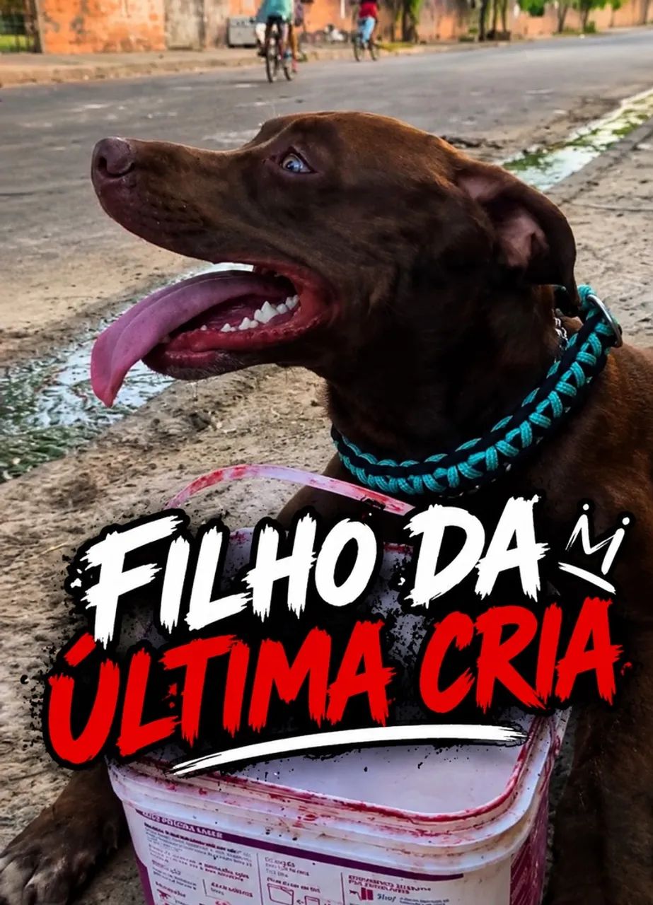 filhotes de pitbull  - Foto 5