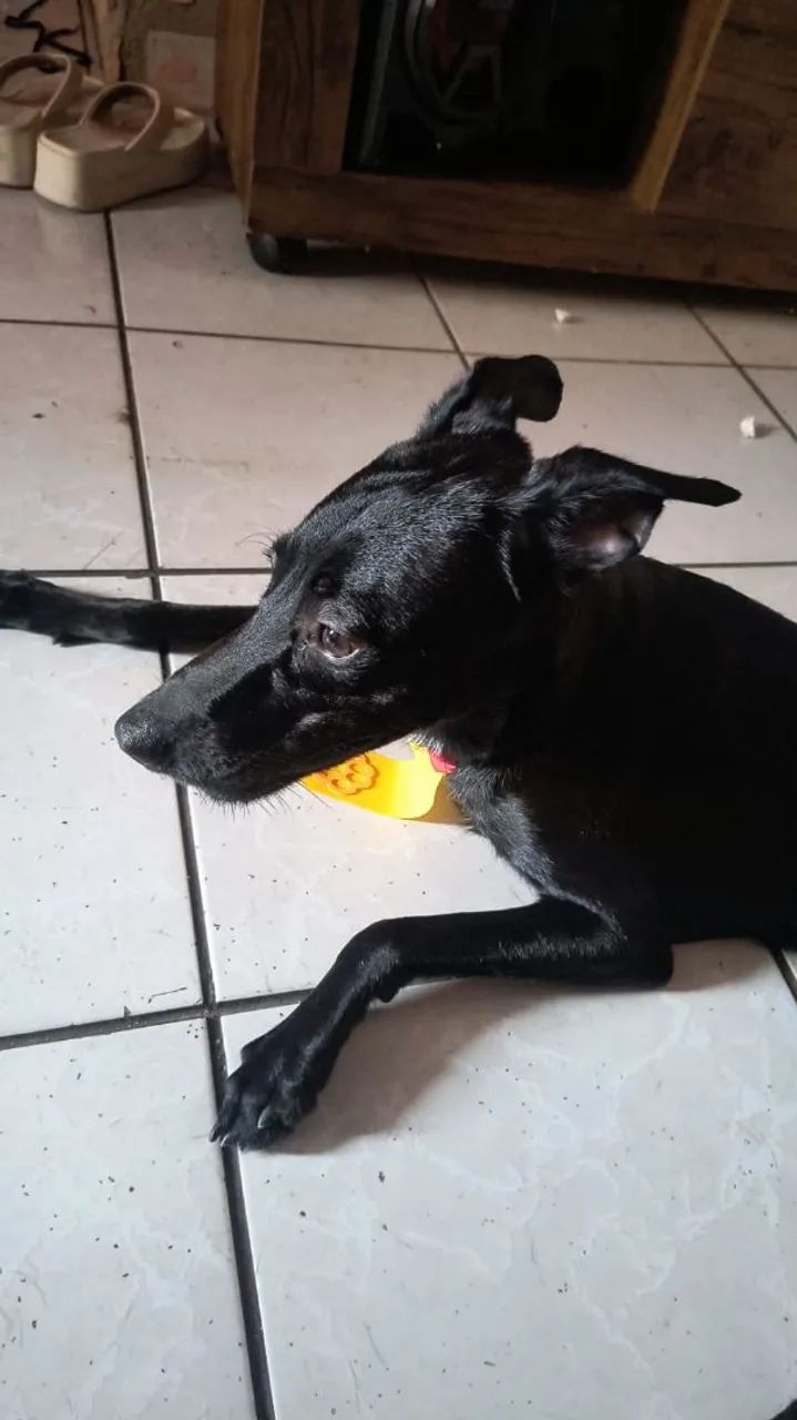 Doação de cachorro - Foto 2