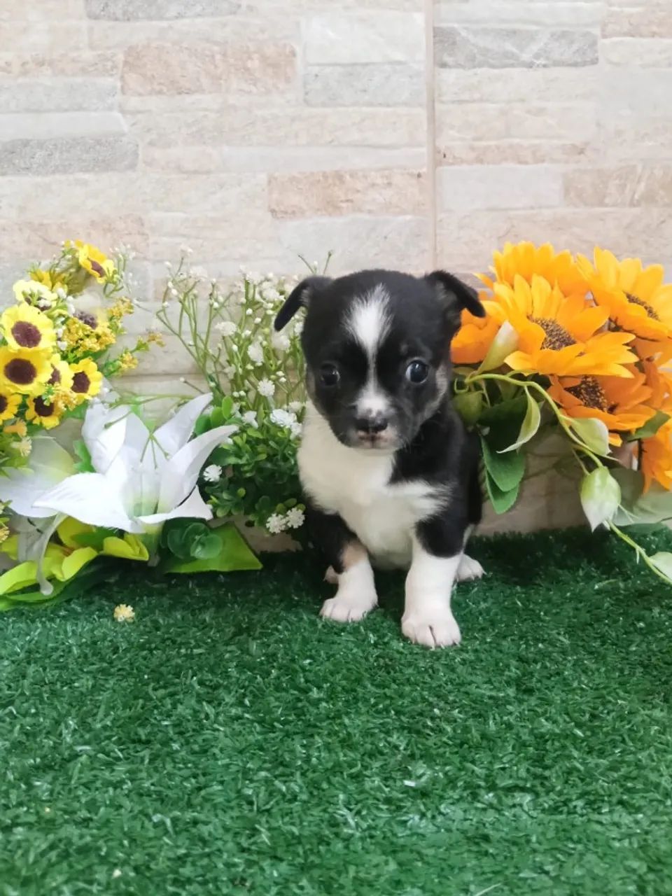 Chihuahua mini - Foto 3