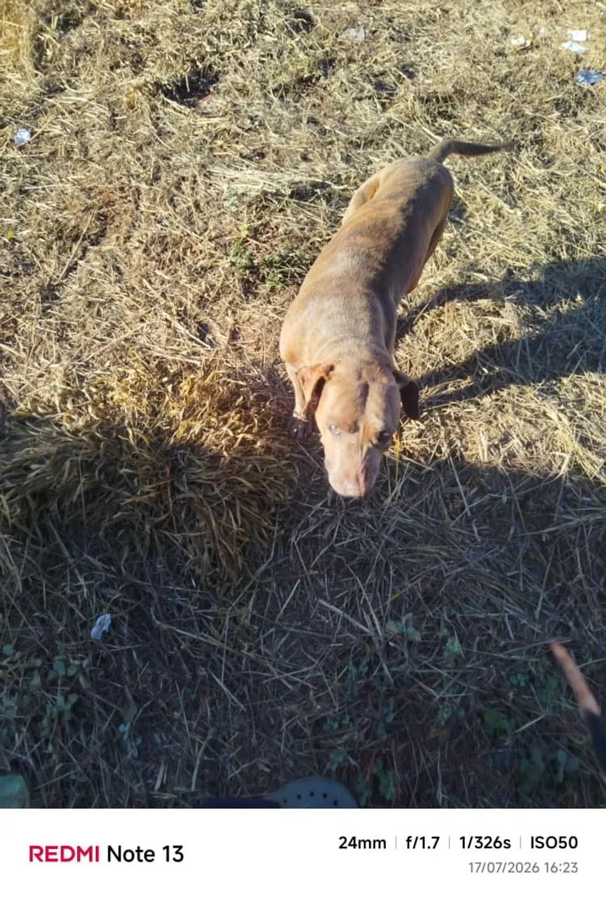 Cães ge guarda para adoção.  - Foto 4