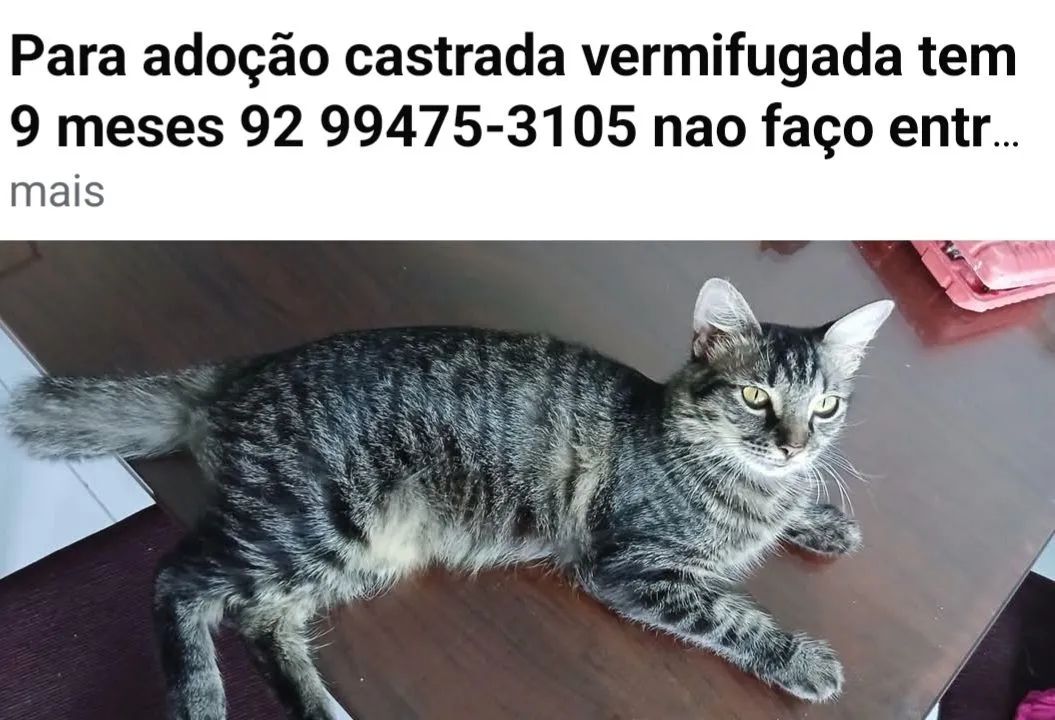 Adoção 