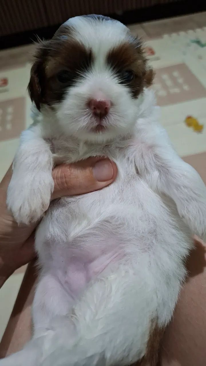Cachorrinha - Foto 2