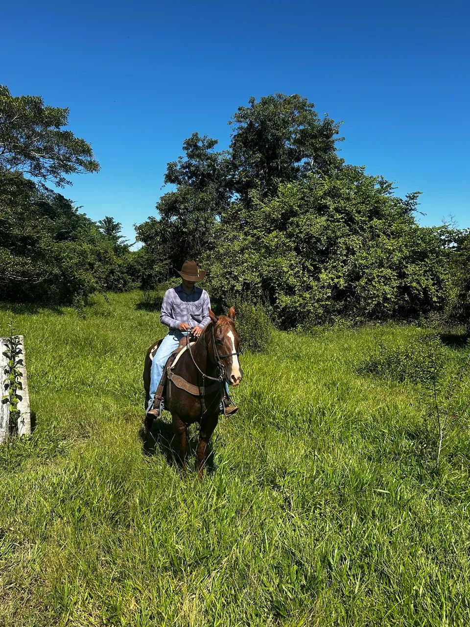 Égua Quarto de Milha  - Foto 4