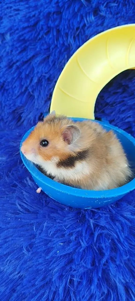Hamester  - Foto 2