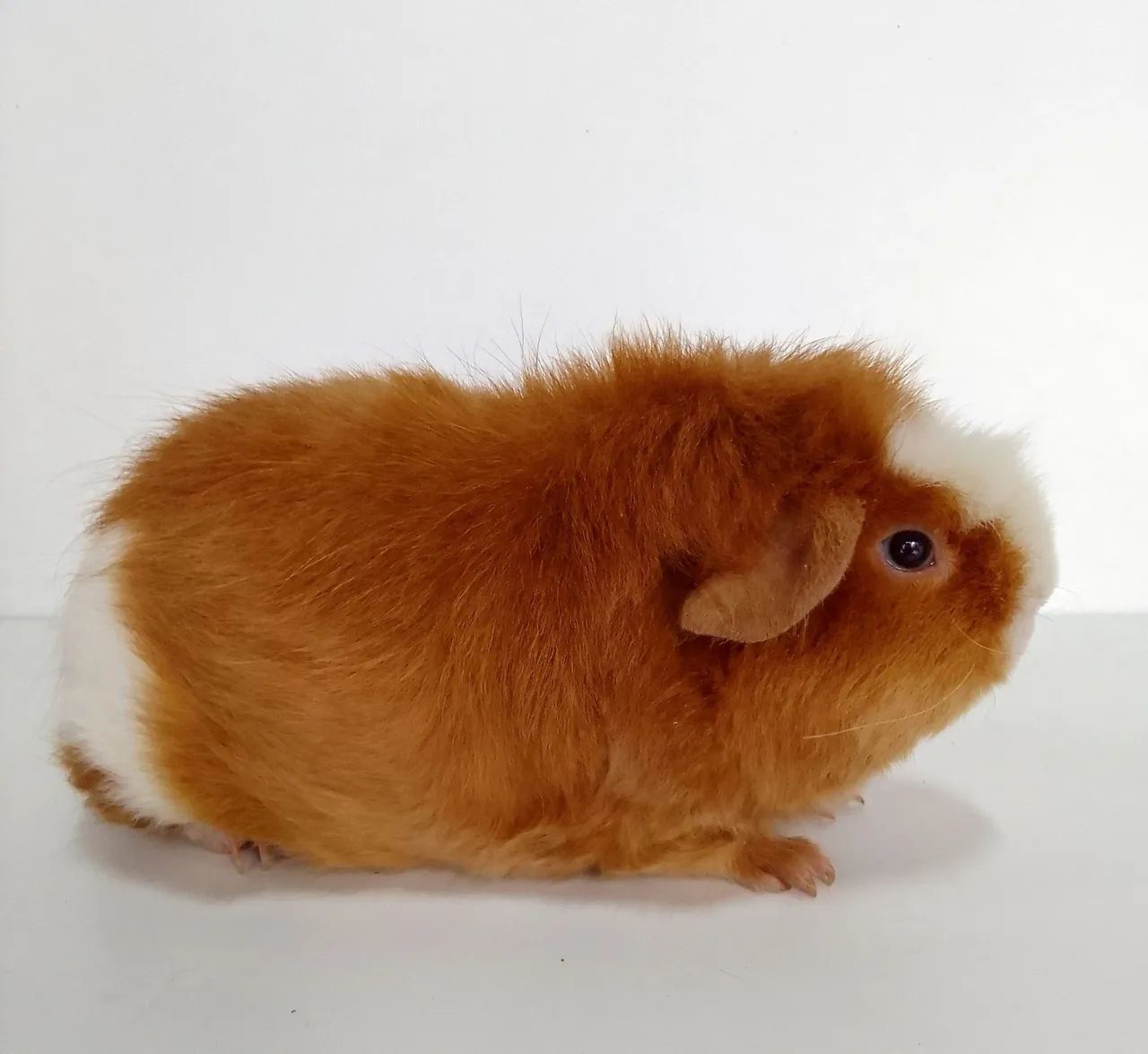 Porquinho da Índia  - Foto 4