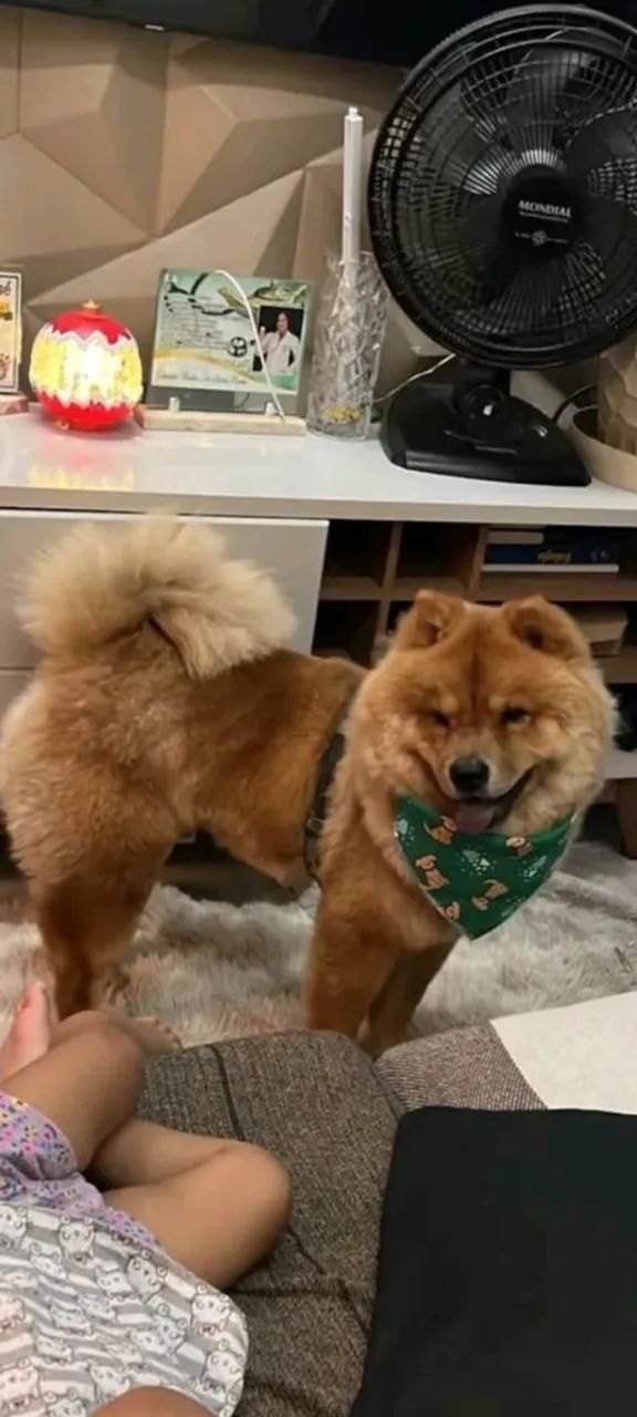 CACHORRO CHOW CHOW PARA CRUZAR.