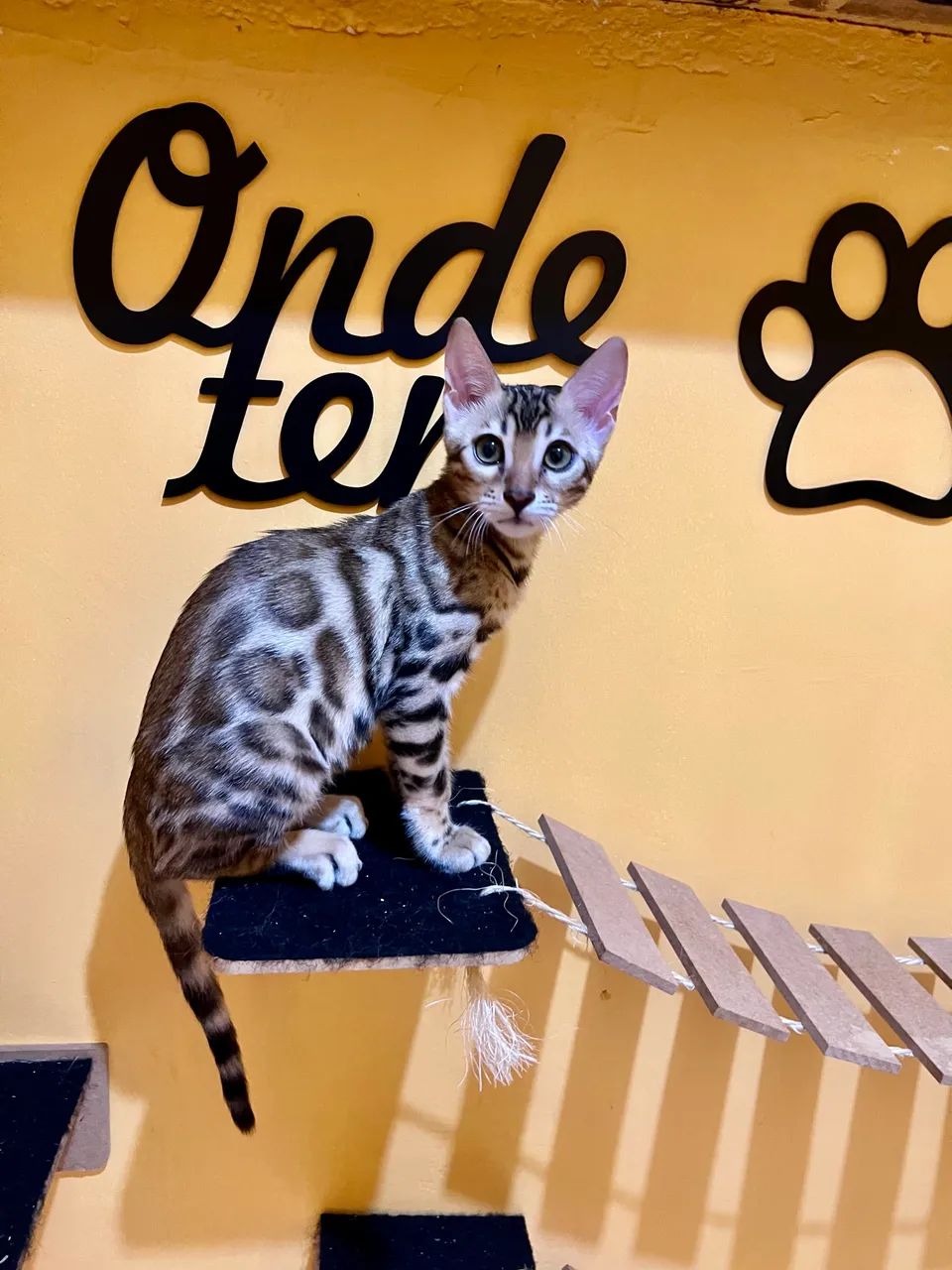 Gato Bengal  - Foto 4