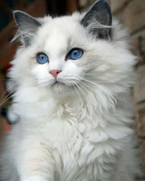Ragdoll 