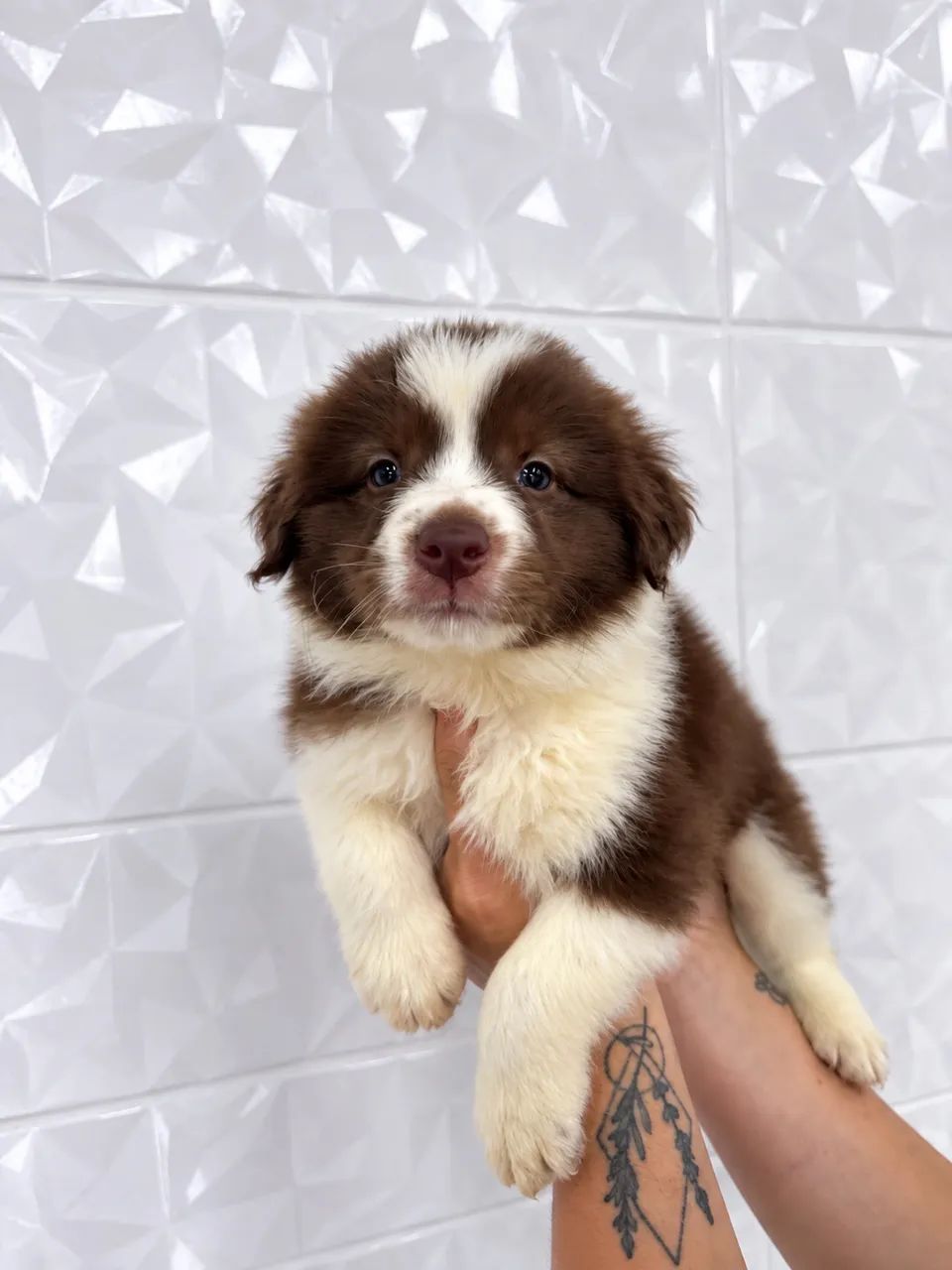 Border Collie - Genética de alto padrão e com pedigree  - Foto 3