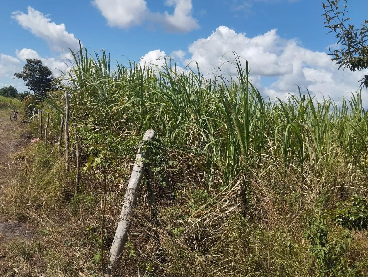 Vendo terreno, alto produtivo.  - Foto 4