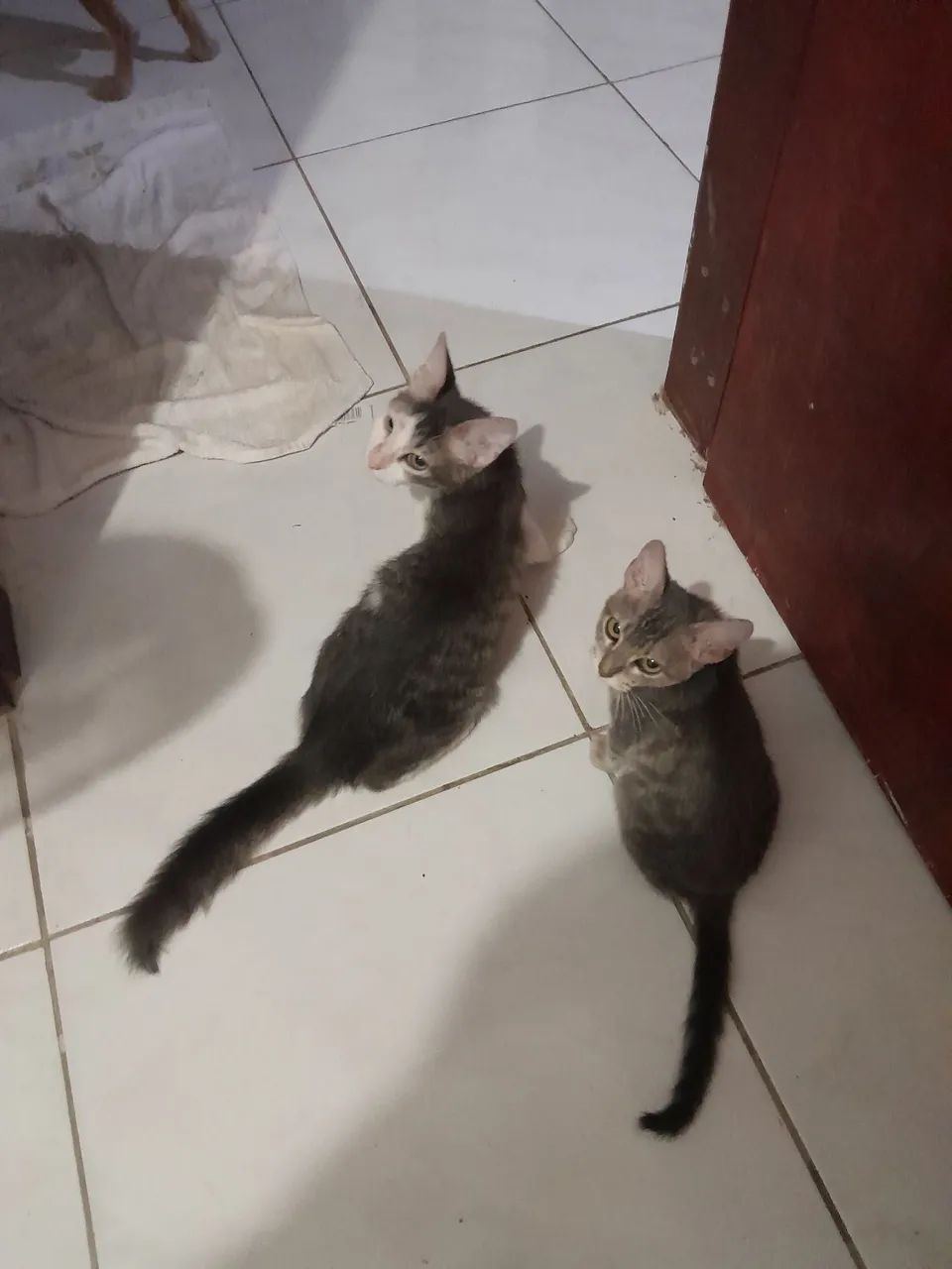 Adoção  - Foto 3