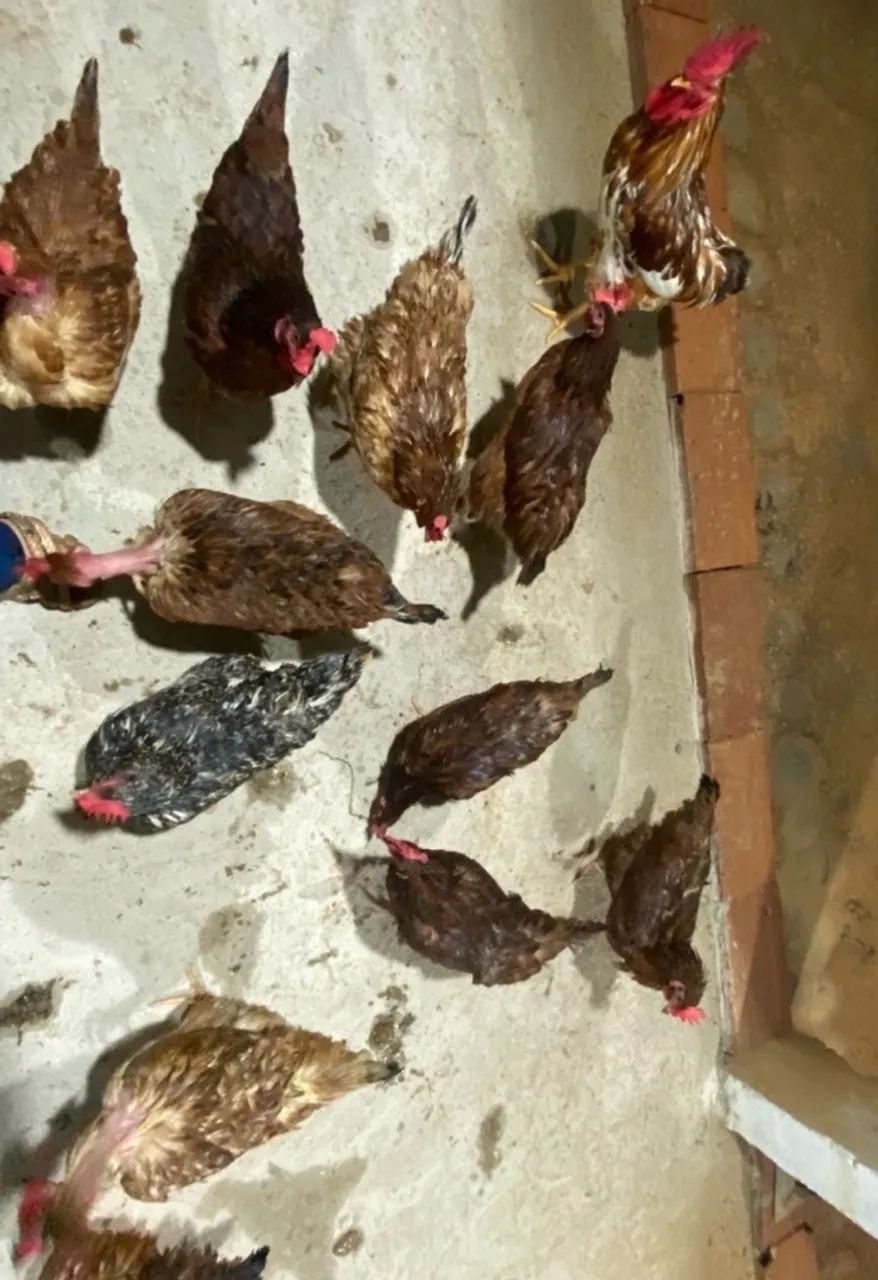 Vendo Lote de Galinhas Caipiras - R$650 Poedeiras Diversas  - Foto 3
