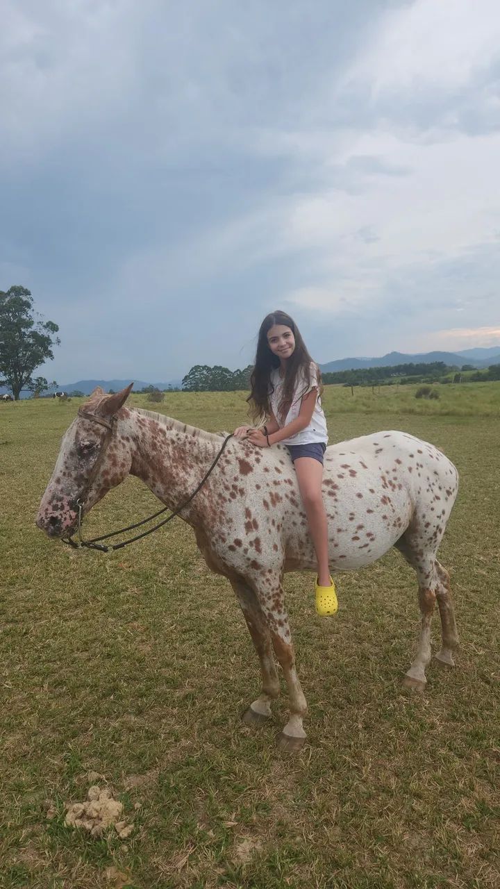 Venda Cavalos Paseio e cavalgada - Foto 5
