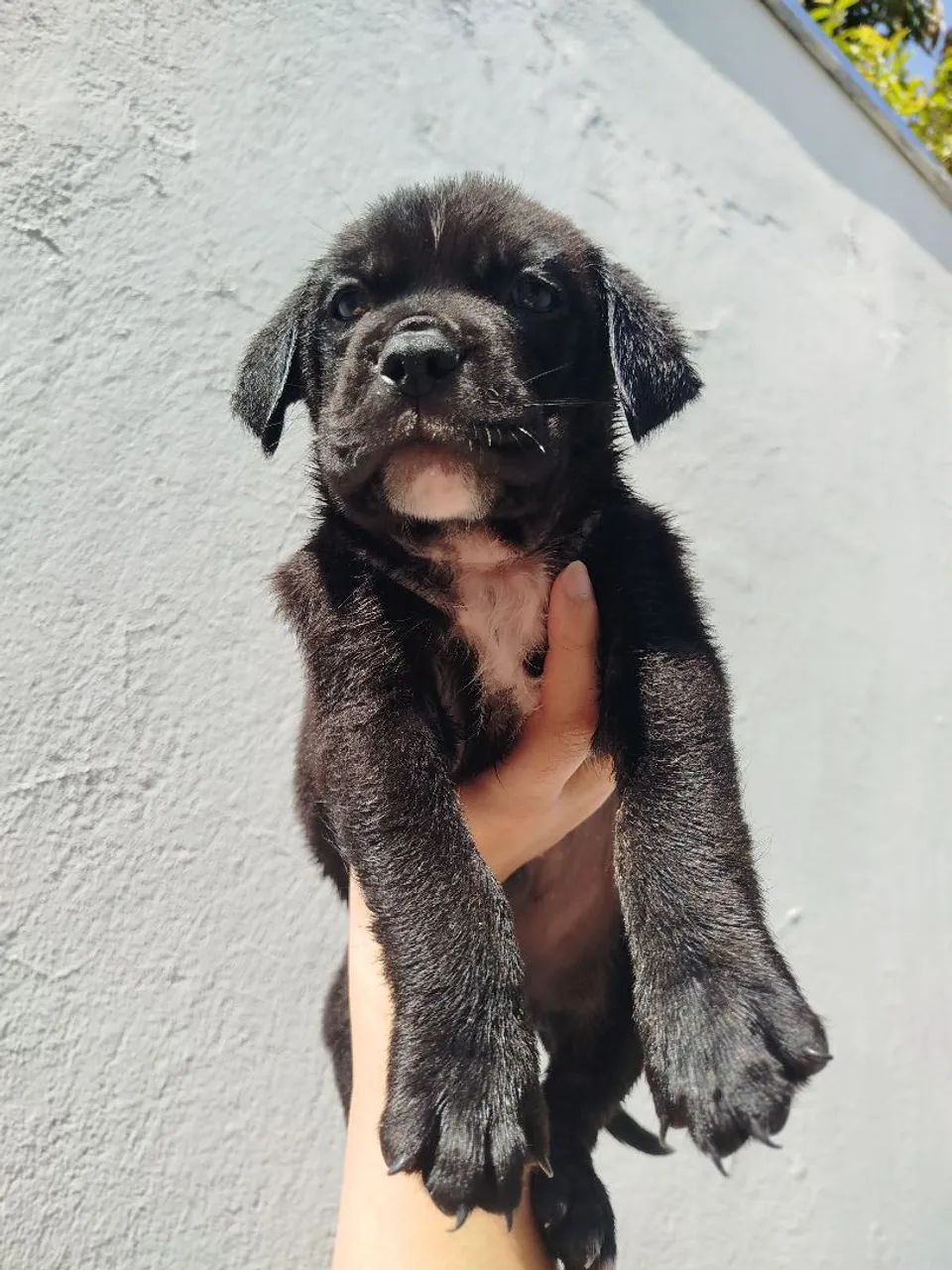 Filhote Goldenbully 