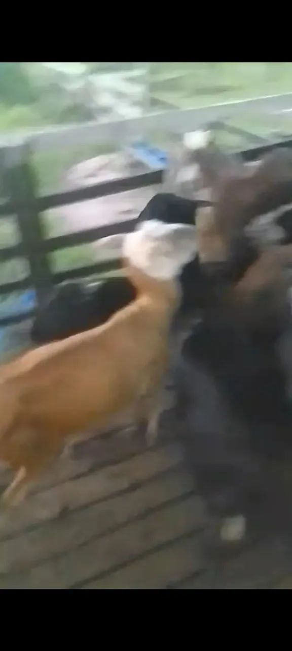 Vendo Ovelhas e Carneiro - Foto 4