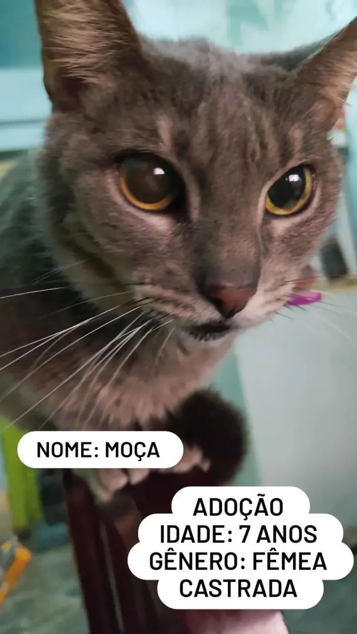 Adoção responsável  - Foto 4