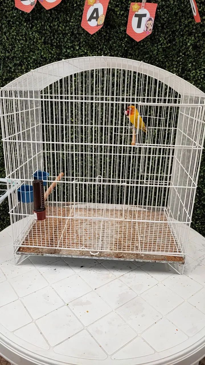 Gaiola Grande Pouco Uso - Foto 2