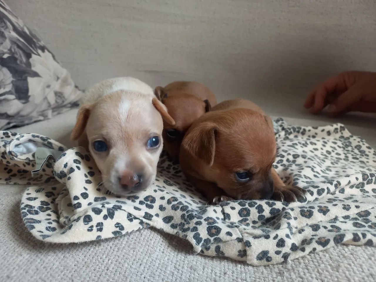Cachorro - Foto 4