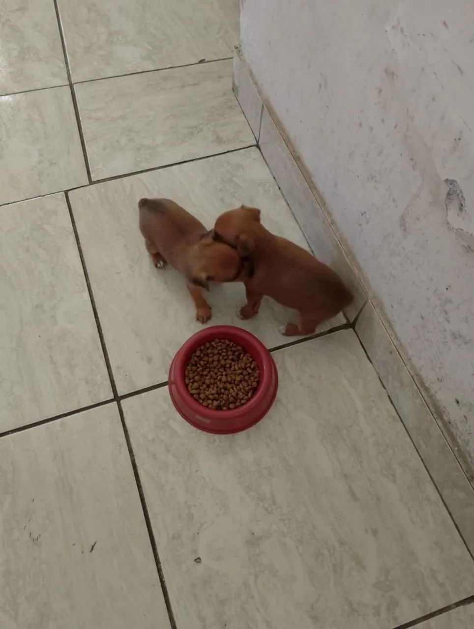 Cachorro 