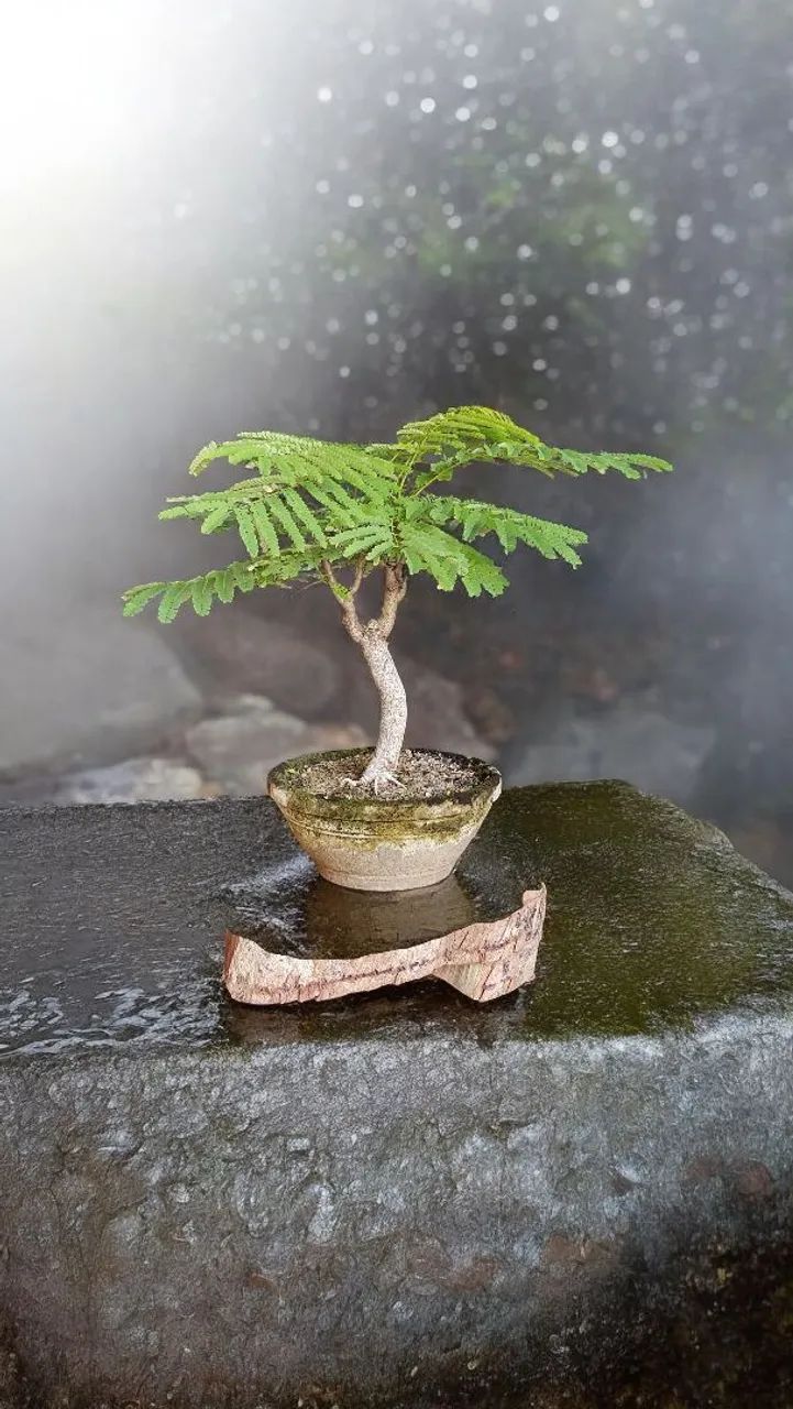 Bonsai, Pré-Bonsai e Vasos - Foto 5