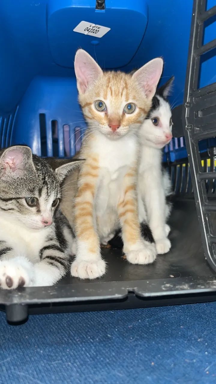 Doação de gatos machos - Foto 2