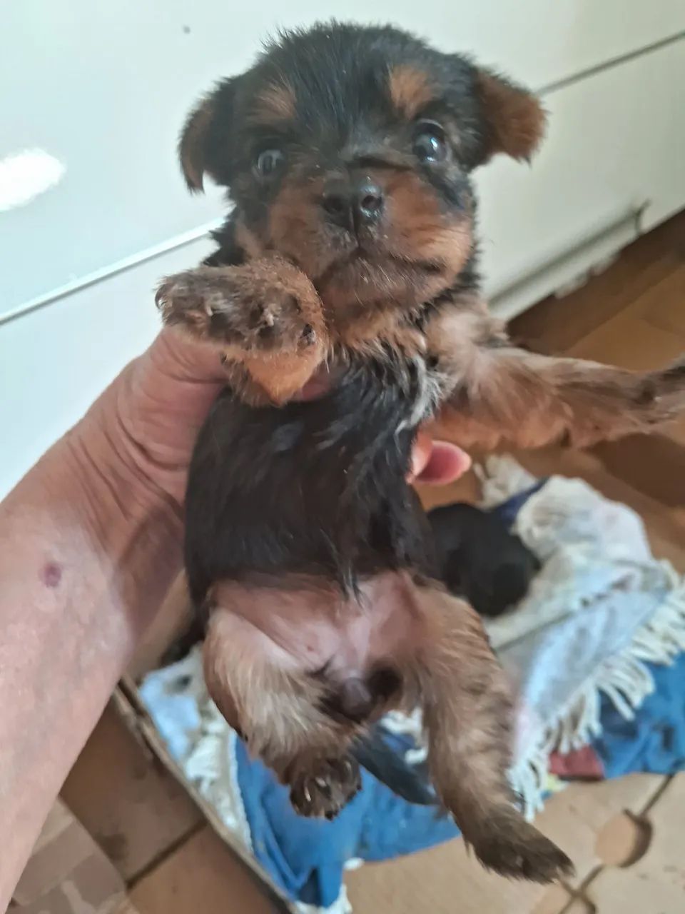 Yorkshire Terrier Filhotes mini micro com procedência  - Foto 2