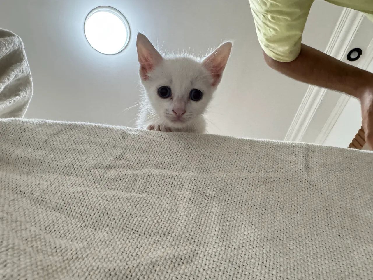 Gatinhos Filhotes para ADOÇÃO - Foto 4