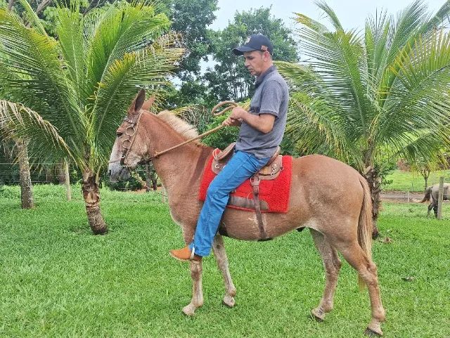 Burro baum!!! - Foto 4